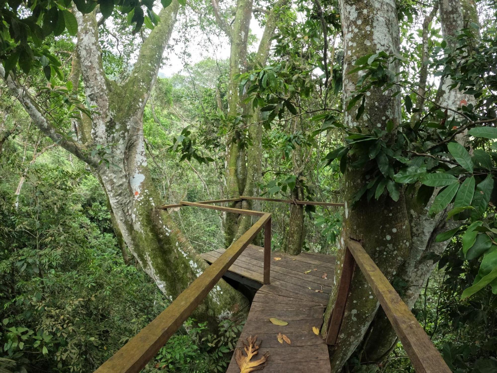 Taorayina Nature Lodge- Immersed In The Forest El Zaino Eksteriør bilde