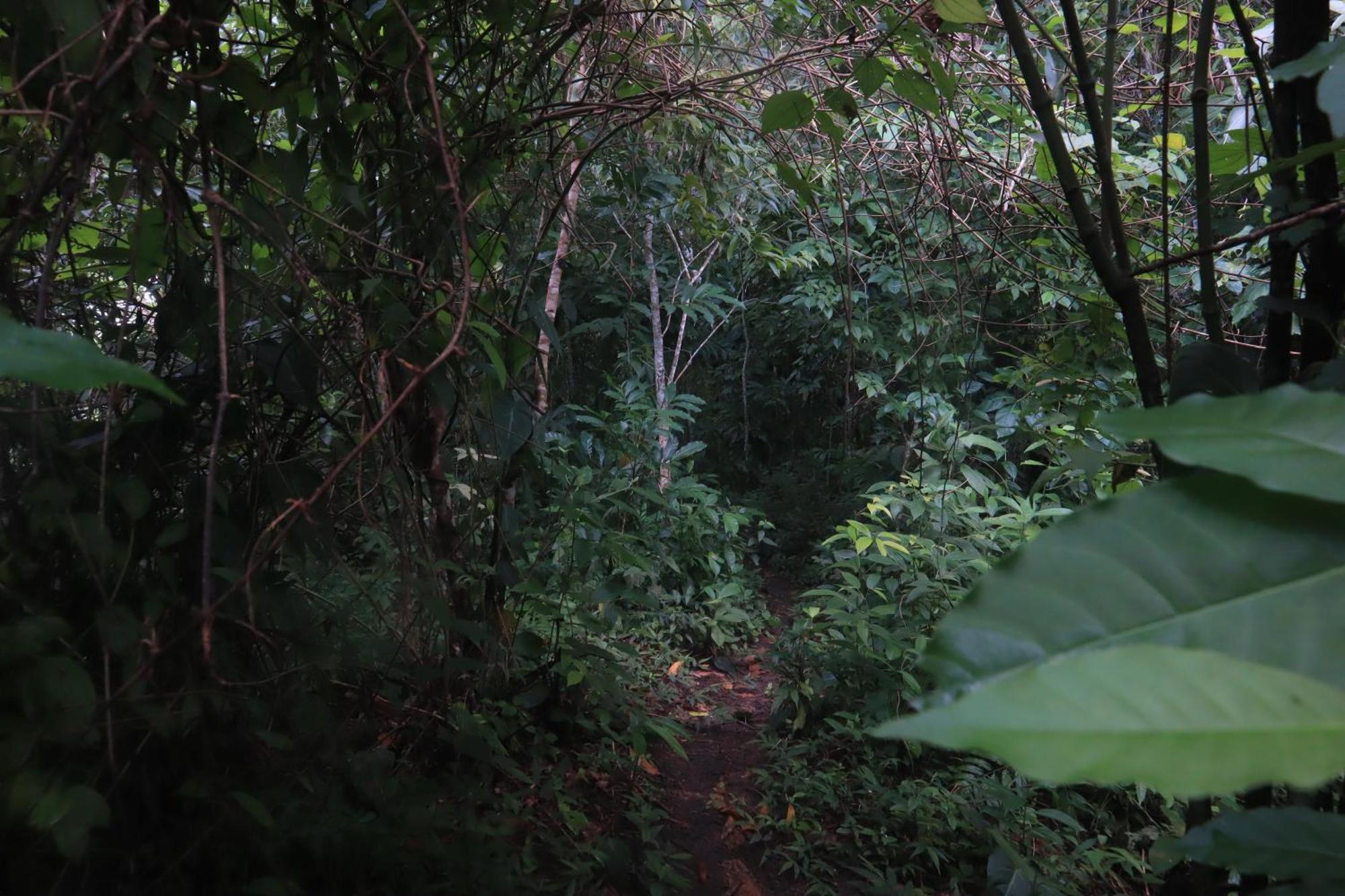 Taorayina Nature Lodge- Immersed In The Forest El Zaino Eksteriør bilde